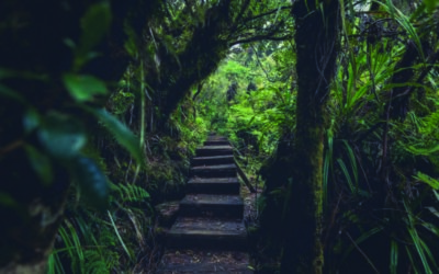 Les bienfaits des bains de forêt